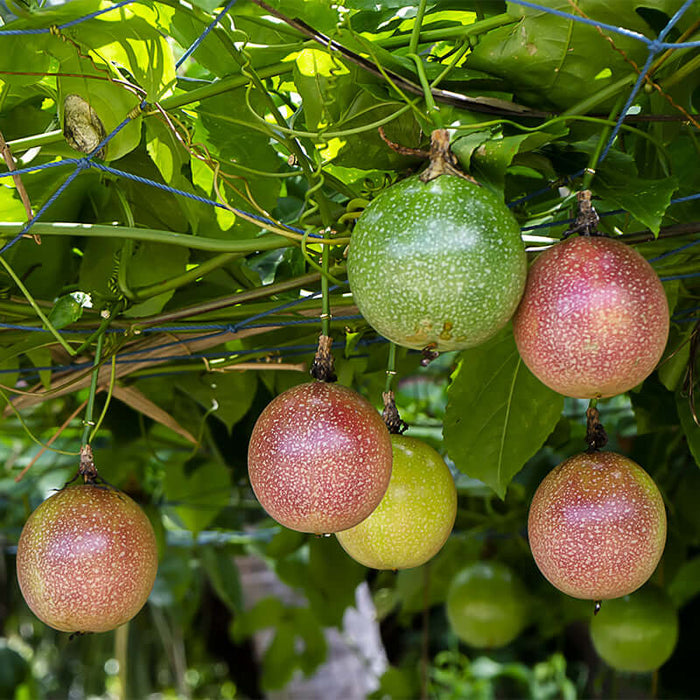 Passiflora edulis