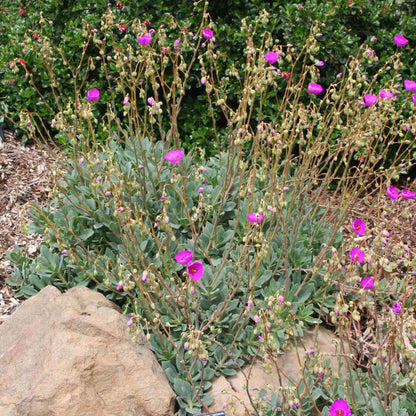 Pink Rock Purslane (7889347936511)