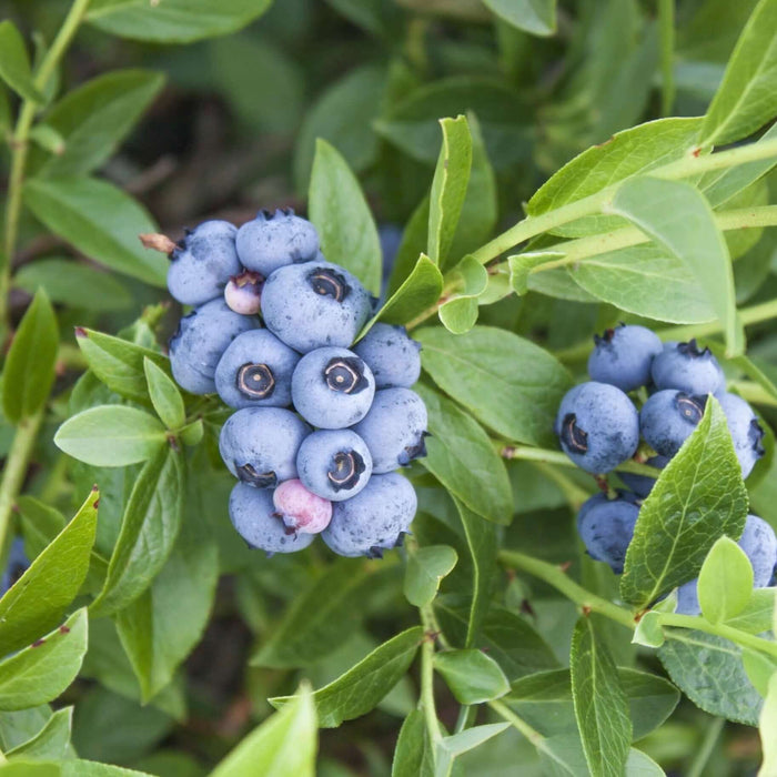 Sharpblue Blueberry Bush (7863715627263)