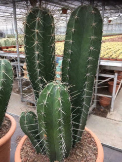 Stenocereus griseus, Mexican organ pipe, dagger cactus, pitaya, pitayo de mayo, Cactus, Suculent, Live Plant