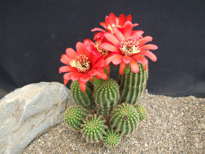 Trichocereus Grandiflorus Hybrid, Echinopsis Grandiflora, cactus flower, cactus, succulent, live plant