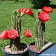 Trichocereus Grandiflorus Hybrid, Echinopsis Grandiflora, cactus flower, cactus, succulent, live plant