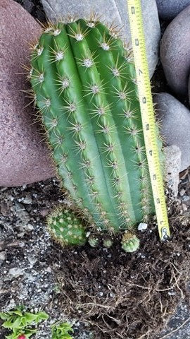 Trichocereus Grandiflorus Hybrid, Echinopsis Grandiflora, cactus flower, cactus, succulent, live plant