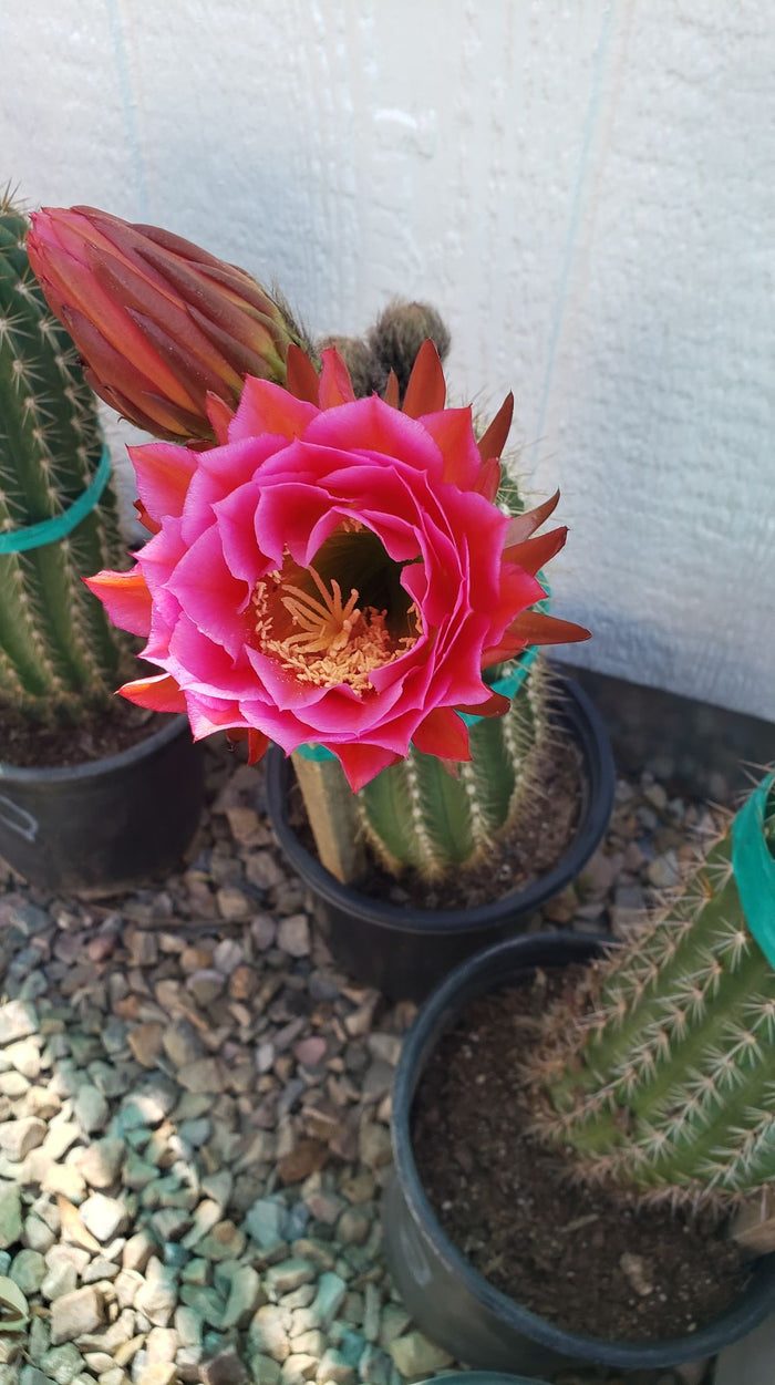 Trichocereus Grandiflorus Hybrid, Echinopsis Grandiflora, cactus flower, cactus, succulent, live plant