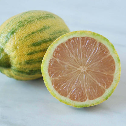 Variegated Pink Lemon Tree (7863713366271)